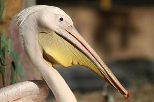 vogelstand in een kinderen stad park Aan de kust in Israël. foto