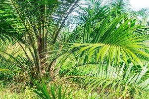 weinig olie palm boom groeit in plantage in Thais lokaal, dichtbij omhoog foto van olie palm boom in zuidelijk Thailand