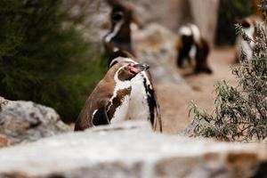 schattige bruine pinguïns wandelen in een natuurpark. selectieve focus foto