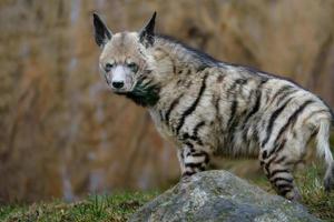 Arabisch gestreept hyena foto
