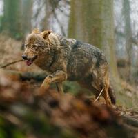 Iberisch wolf in dierentuin foto