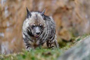 Arabisch gestreept hyena foto