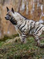 Arabisch gestreept hyena foto