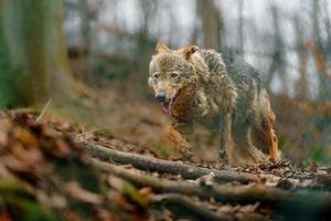 Iberisch wolf in dierentuin foto