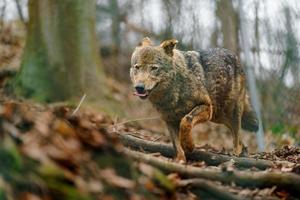 Iberisch wolf in dierentuin foto