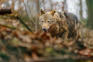 Iberisch wolf in dierentuin foto