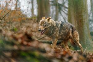 Iberisch wolf in dierentuin foto