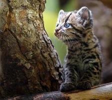 portret van Margay foto