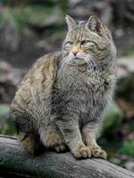 europese wilde kat op logboek foto