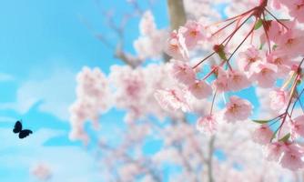 roze kers bloesem in voorjaar foto