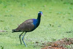 kleurrijk vogelstand in natuur bronzen vleugels jacana foto