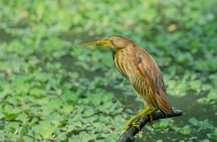 bruin vogel of ixobrychus sinensis Aan takken naar eten de vis en reflecties in water foto