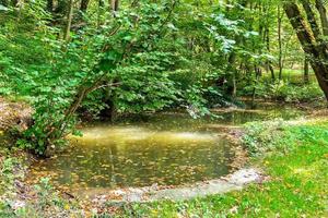 weelderig groen moeras en tropisch Woud tafereel. de zon is pieken door de dik gebladerte naar onthullen een prachtig natuurlijk landschap foto