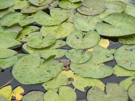 waterlily in vijver foto