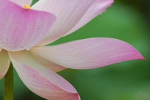 prachtige lotus met water foto