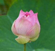 prachtige lotus met water foto