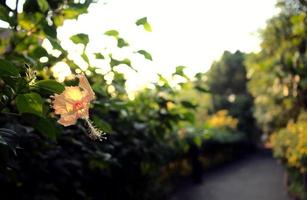 lichtbeige pastel gele hibiscus bloem jungle en een pad foto