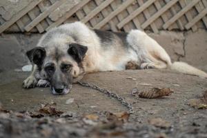 een eenzaam en verdrietig bewaker hond Aan een keten in de buurt een hond huis buitenshuis. foto