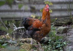 mooi kippen en hanen buitenshuis in de tuin. foto