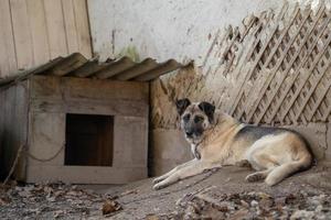 een eenzaam en verdrietig bewaker hond Aan een keten in de buurt een hond huis buitenshuis. foto