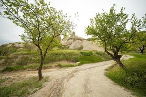 een pad tussen de bomen naar de steenachtig heuvels foto