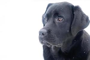 de hond is zwart in winter. labrador retriever Aan de achtergrond van sneeuw. foto