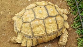 dichtbij omhoog van sulcata schildpad of Afrikaanse aangespoord schildpad schuilplaats haar hoofd Aan een boerderij foto