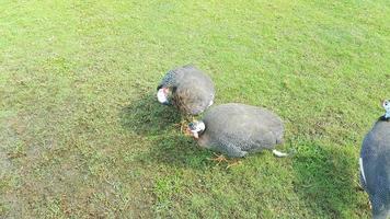 parelhoen of Guinea kip foerageren in de gras veld- Aan een boerderij foto