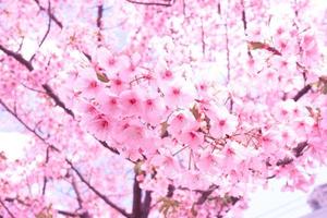zacht focus mooi roze kers bloesems sakura met verfrissend in de ochtend- in Japan foto