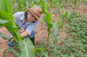 vrouw boer werken Bij maïs boerderij, verzamelen gegevens Aan de groei van maïs planten foto