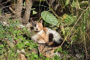 lokaal schattig buitenshuis kleurrijk kat slaapt in de schaduw van cactussen, huisdier zorg, milieu zorg foto
