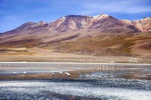 laguna colorada in bolivia foto