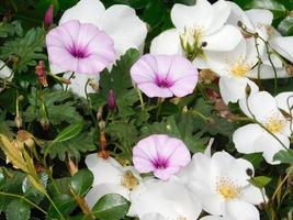 paarse en witte bloemen en struiken in een tuin