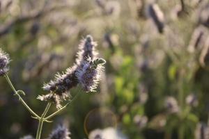lavendelplant in het voorjaar met macrodetails foto
