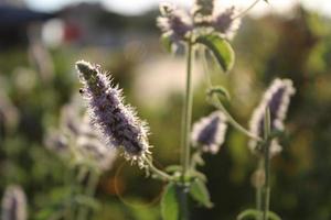 lavendelplant in het voorjaar met macrodetails foto