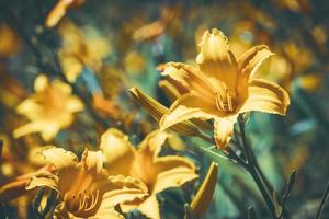 gele bloemen en toppen van daglelie foto