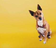 grappig klein hond met onzekerheid gezicht Aan geel achtergrond foto