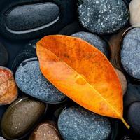 oranje herfstblad op stenen foto