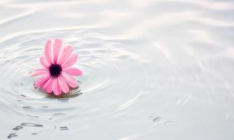 bloem in water wit achtergrond foto