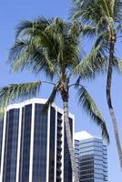 Honolulu downtown wolkenkrabbers en palm bomen foto