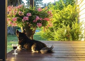 zwarte hond portiek naast glas wijn en pot met bloemen met struiken op achtergrond opleggen foto
