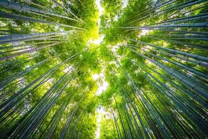 bamboebos in het bos in arashiyama in kyoto, japan foto