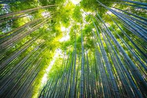 bamboebos in het bos in arashiyama in kyoto, japan foto