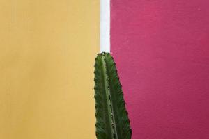 cactus bij de muur foto