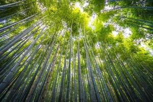 bamboebos in het bos in arashiyama in kyoto, japan foto