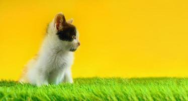jong gekleurde kat Toneelstukken in een groen veld- foto