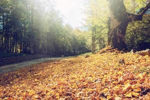 oranje bladeren Aan de grond. concept van vallen en herfst foto