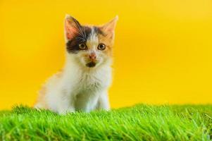 jong gekleurde kat Toneelstukken in een groen veld- foto