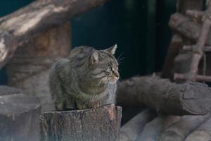 Woud kat zittend Aan een stomp dichtbij omhoog foto