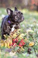 een zwart Frans bulldog hond staat in een park Aan een herfst dag foto